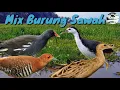Suara pikat Burung-burung sawah/rawa malam mantap