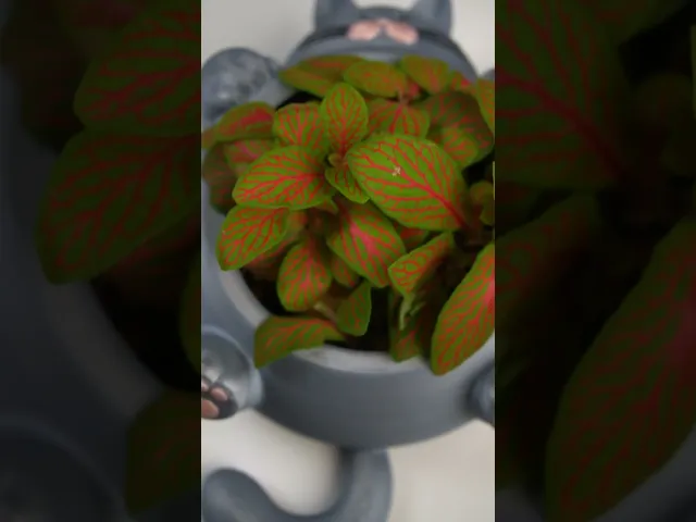 Chunky Cat Plant Pot video thumbnail