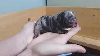 Merle Micro Bully Puppies