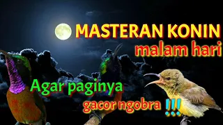 masteran konin malam hari agar paginya gacor ngobra koningacormp3 pancingankoninagargacor