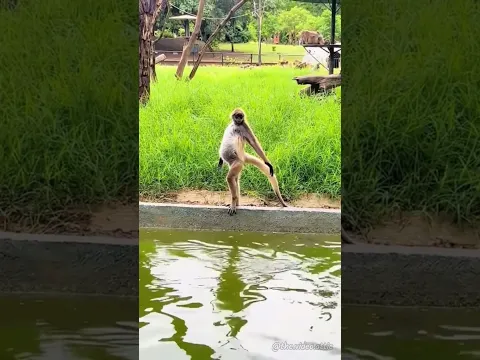 Macaco modelo em: Não preciso de tapete vermelho! 😂🐵 #shorts
