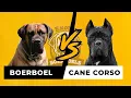 Boerboel vs Cane Corso 5 Key Differences