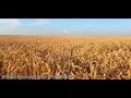 Download Lagu Relaxation Ambient with Wheat field on the background | Wall Projector | Screen saving #ambientmusic