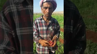 موسم زبش في قريه جلمه قولي ريس2019 