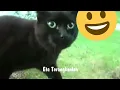 Download Lagu Keren suara kucing jadi lagu.ss