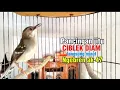 Download Lagu Pancingan ciblek semi agar cepat bunyi, CIBLEK DIAM langsung nyaut ngebren ak 47