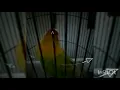 Lagu Lovebird Ngekek Santai Satu Menit