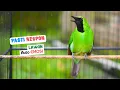 Download Lagu Cucak Ijo Gacor Ampuh Buat Pancingan Ijo Mana Saja Agar Emosi Seketika Mau Jamtrok Bongkar Materi