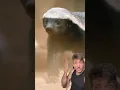 The Honey Badger is just DIFFERENT