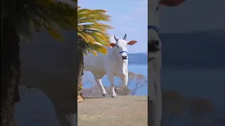 Jay Gaumata Cow Yshorts Gaumata 