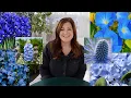 Download Lagu 20+ Plants With Blue Flowers! 💙💙💙// Garden Answer