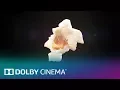 Movies Matter Dolby Cinema Dolby