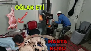 KONTEYNARI AÇTIK~OĞLAK ETİ KEYFİ~HASTA KUZU VAR..KÖPEK KALMADI