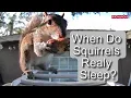 Squirrel Sleep Schedule When Do They Wake Up and Go to Sleep