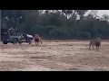 Download Lagu The moment these male lions realised they are outnumbered