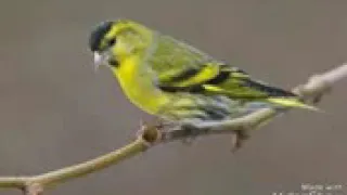 تغريد الليك الجزائر  تغريد الليك الجزائر