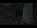 Fisher cat baby making sounds
