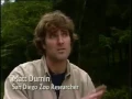 Endangered Species Panda Documentary
