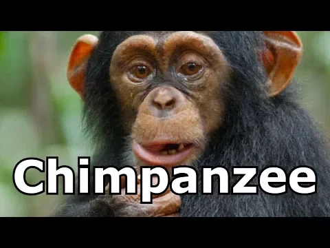 Download MP3 Chimpanzee  Sounds & Chimpanzee  Pictures ~ The Sound a Chimpanzee Makes