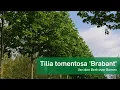Download Lagu Tilia tomentosa 'Brabant'   NL
