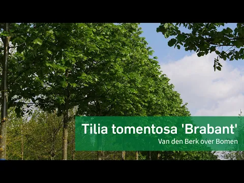 Download MP3 Tilia tomentosa 'Brabant'   NL