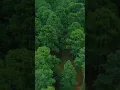 Download Lagu Ngedron nyasar di hutan antah brantah #drone #alam