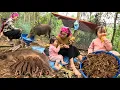 Lagu Caring for nursing sows in the forest. Harvesting super spicy ginger. Ly Vy Ca 