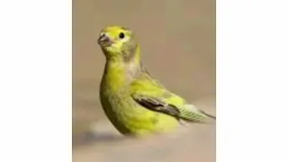 صوت البسبوس الرومي 