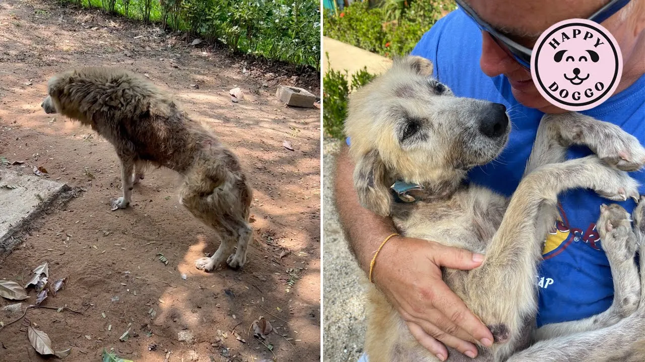 A miracle ending for this sweet old street dog