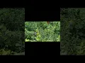 Download Lagu 🦋 Beautiful Butterflies #nature #naturelovers #butterfly #youtube #shorts #youtubeshorts