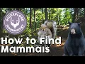 How to Find Mammal Signs