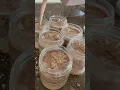 Triple Chocolate Overnight Oats