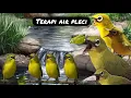 Download Lagu TERAPI PLECI DAN SUARA AIR, UNTUK PLECI MACET BUNYI