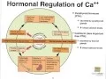 06F-Skeletal System-Bone Remodeling