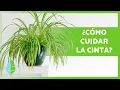 Download Lagu CUIDADOS de la CINTA o LAZO de AMOR 🌿 ¡Riego, Sustrato, Reproducción y más! 💦