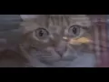 PTSD CAT MEME