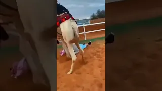 سلمه الله دندنها