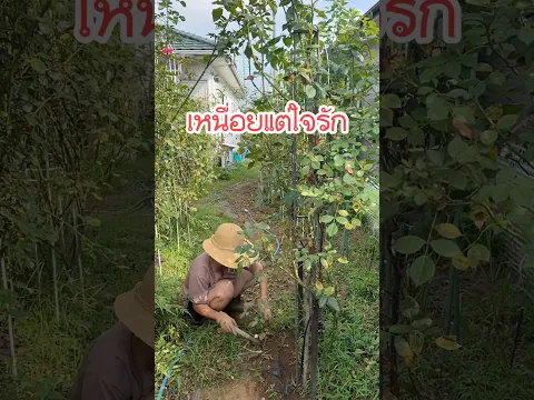 เหนื่อยแต่ใจรักถางหญ้ารอบบ้าน #ชีวิตแม่บ้านญี่ปุ่น