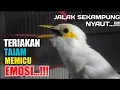 Download Lagu masteran burung jalak putih JANTAN gacor FULL ISIAN tembakan - masteran jalak gacor DOR