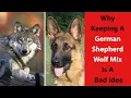 German Shepherd Wolf Mix Why Keeping This Mix a Bad Idea
