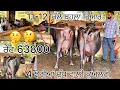 Download Lagu #top #video # 25/9/25 ਫੋਨ 9814398197 ਆਗਿਆ ਬਾਈ ਸੁੱਖ 4 ਝੋਟੀਆਂ ਤਾਜ਼ੀਆਂ ਸੂਈਆਂ 11-12 ਕਿੱਲੋ ਬਹੁਲੇ ਤੋ ਸ਼ੁਰੂ