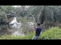 Download Lagu TEHNIK KILLER MANCING IKAN GABUS || video kompilasi strike mancing tegek gabus