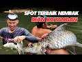 Download Lagu Sanggup meredah arus deras untuk pemburuan ikan kayangan