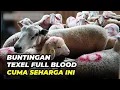 Lagu Harga Domba Buntingan Texel Full Blood di Nusantara Jaya Farm  | @AGROTV9 