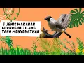 Download Lagu Jenis Makanan Burung Kutilang yang Menyehatkan