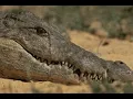 Do Crocodiles really shed tears - 40