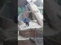 Lagu Huge Silverback Breaks Rope LIVE on Gorilla Cam 🦍
