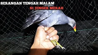 so crazy stone cowland net at night