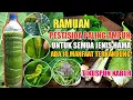 Download Lagu Pestisida Paling Ampuh Pukul KO Semua Jenis Hama Termasuk Tikus Kabur | Bahannya Ada Disekitar Kita