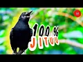Download Lagu Suara khas burung kacer dada hitam gacor paling jitu untuk pancingan